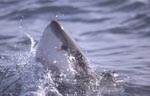 Great White Shark lifts its head above the water surface
