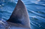 Great white shark dorsal fin right next to the boat