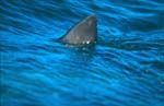 Great White Shark Dorsal fin