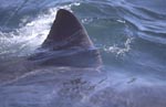 Striking white shark dorsal fin