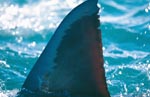 Unique markings on Great White Shark Dorsal fin