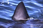 Great White Shark dorsal fin above Water