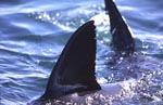 Dorsal fin and tail fin of great white shark