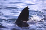 Great White Shark Dorsal fin