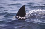 White shark dorsal fin looking out of water
