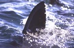 Great white shark dorsal fin