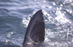 Great White Shark dorsal fin (carcharodon carcharias)