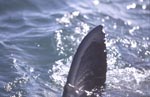 Dorsal fin of a Great White Shark (Carcharodon carcharias)