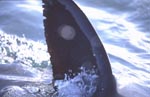Reflections in the dorsal fin of the white shark.