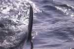 Steel gray white shark dorsal fin cuts through the sea