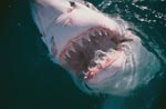 Teeth of the great white shark
