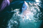 Vertikal durchbricht ein Weißer Hai das Wasser