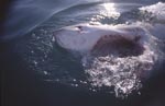 Great white shark (Carcharodon carcharias) with mouth open