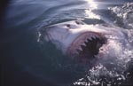 Great white shark shows its teeth at the sea surface