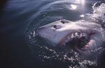 Great white shark breaks through the surface of the sea