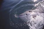 Weißer Hai hebt den Kopf ueber die Wasseroberflaeche<br><br><br><br><br><br>