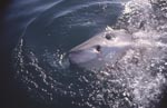 Weißer Hai hebt den Kopf ueber Wasser