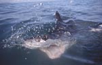 Great white shark with a wide open mouth