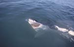 Spreading fear and fascination: the Great White Shark