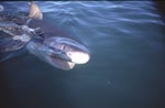 Junger Weißer Hai schwimmt an der Wasseroberflaeche
