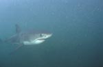 Baby Great White Shark in the plankton-rich water