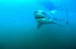 Young Great White Shark