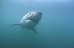 Great white sharks are as old as human