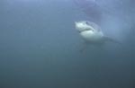 Great White Shark 