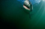 Mysterious sea creatures Great White Shark