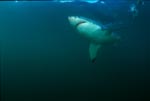 Great White Shark - only the underbelly is actually white