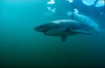 Weißer Hai gleitet durchs Wasser vor Geyser Rock <br><br><br><br><br><br>Great White Shark 