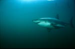 Great White Shark searching for South-African Fur Seals 