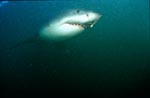 Weißer Hai gleitet durchs Wasser vor Geyser Rock <br><br><br><br><br><br>Great White Shark 