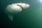 An impressive sight: The Great White Shark