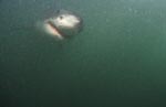 Great White Shark in the greenish, plankton-rich water