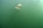 Baby Great White Shark (Carcharodon carcharias)