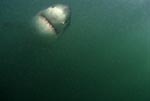 Great White Shark frontal in greenish water