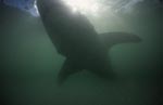 Great White shark silhouette