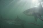Two white sharks in an unusual light mood