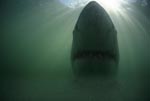 Great white shark - a myth