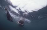 Great White shark with open mouth underwater