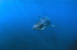 Baby Great White Shark in the blue waters of the South Atlantic