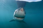Great White Shark with injuries at the snout