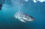 Baby Great White Shark at close range