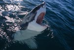 Great White Shark emerging