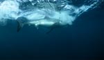 Great white shark grabs the bait