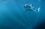 Sun rays illuminate the path of a great white shark
