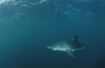 The great white shark is an apex predator