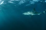 The Great White Shark (Carcharodon carcharias)
