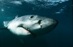 Great White Shark head close-up underwater